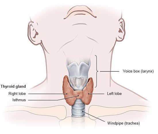 Illustration: Front view of the thyroid gland