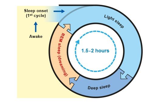 Illustration: A sleep cycle is made up of different stages