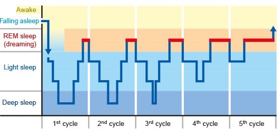 Illustration: The different stages of sleep repeat in a certain order