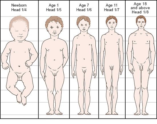 Illustration: As we grow, our body proportions change – as described in the article