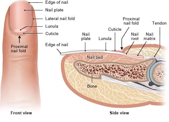 Nail Structure and anatomy. basic parts of a human nail: hyponychium,  Lunula, Cuticle, Matrix, and Nail bed. cross section of finger.::  tasmeemME.com