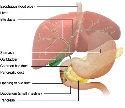 Illustration: Location of the gallbladder