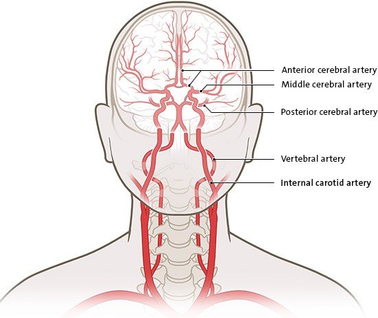 Die vereinfachte anatomische Grafik zeigt die Durchblutung im Gehirn in Frontalsicht.