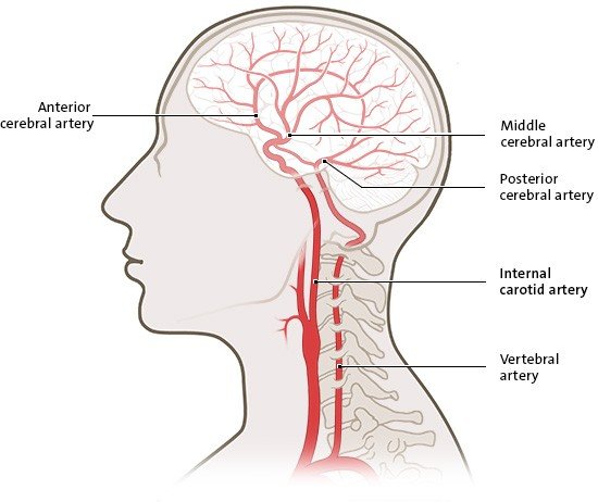 Die vereinfachte anatomische Grafik zeigt die Durchblutung im Gehirn in Seitenansicht.