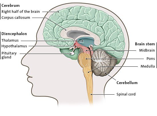 Illustration: The various parts of the brain