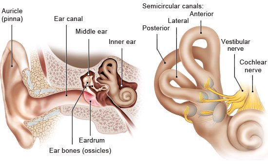 Illustration: Structure of the ear and the vestibular system – as described in the information
