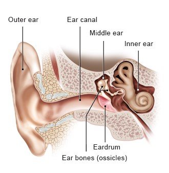 Illustration: Outer ear, middle ear, inner ear – as described in the article