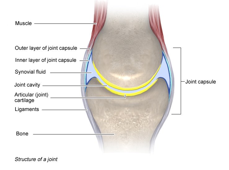 Illustration: Structure of a joint