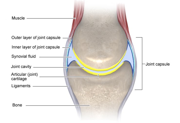 Illustration: Structure of a joint