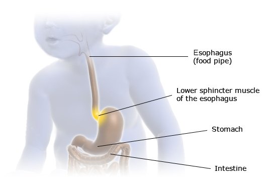 Illustration: Esophagus with lower sphincter muscle, stomach and intestines