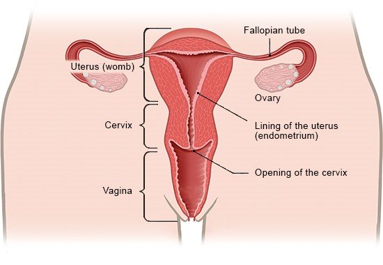 Illustration: Internal female sex organs, front view – as described in the article