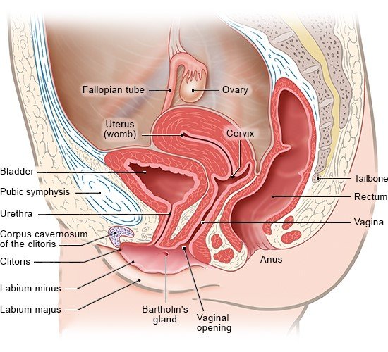 Illustration: Female sex organs, side view – as described in the article