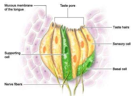 Illustration: Taste bud