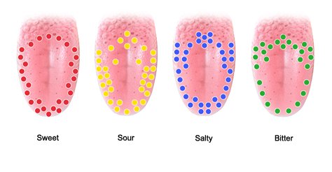 Illustration: All of the different tastes can be tasted everywhere on the tongue