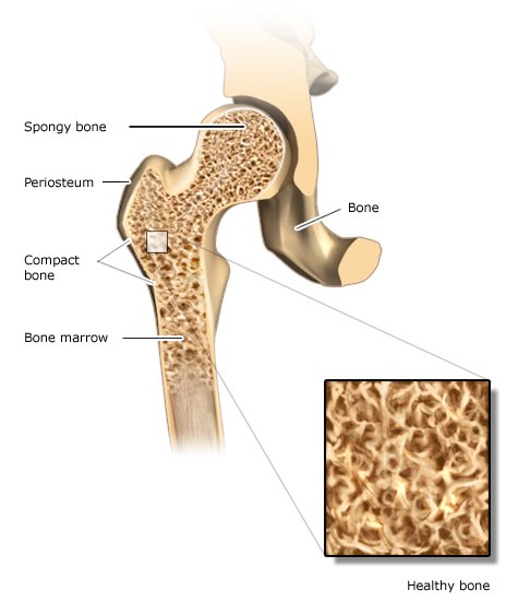 Illustration: Healthy bone structure
