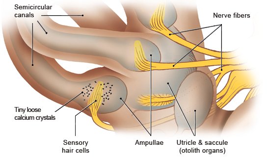 Illustration: Structure of the vestibular system