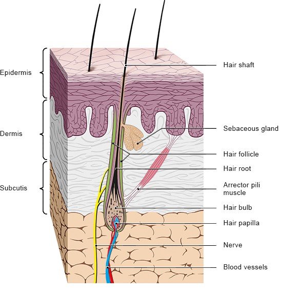 What is the structure of hair and how does it grow?