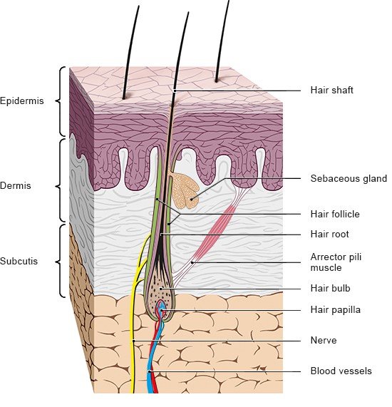 The Anatomy Of The Hair Follicle  Hair Life