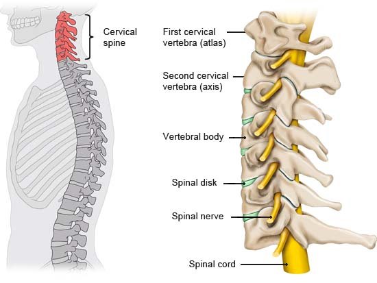 Illustration: Structure of the cervical spine: Bones, spinal disks and nerves