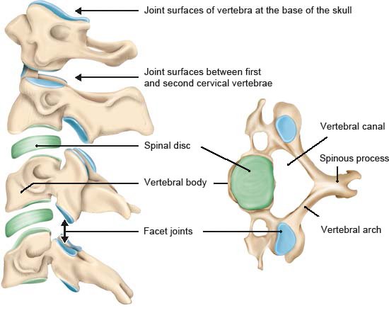 Illustration: Bones and joints of the cervical spine (in the neck): Side view with separated parts (left) and view from above (right)