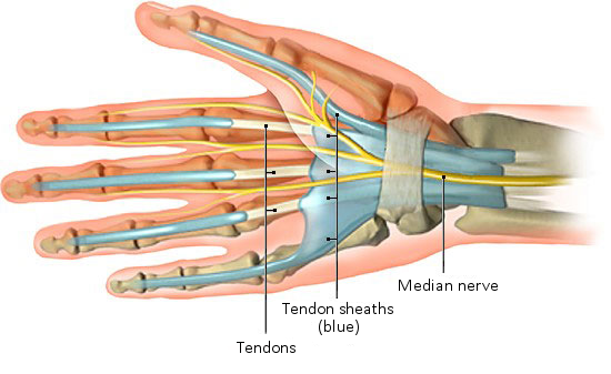 Illustration: Hand with tendons and tendon sheaths (palm of the hand)