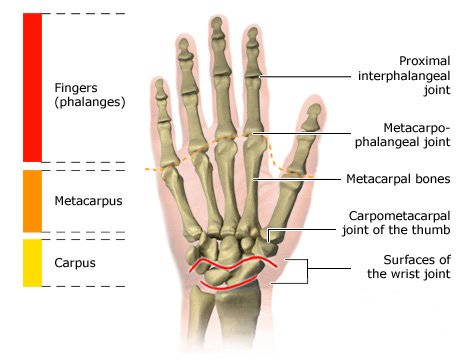 Illustration: Joints in the fingers