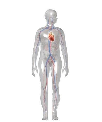 Illustration: Position of the heart in the body