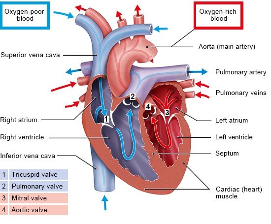 Illustration: The heart valves ensure that the blood flows in the right direction