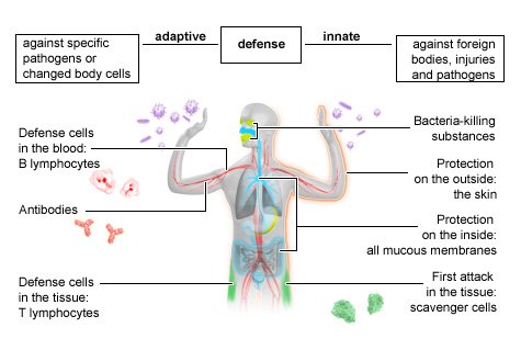 Illustration: The innate and the adaptive immune systems