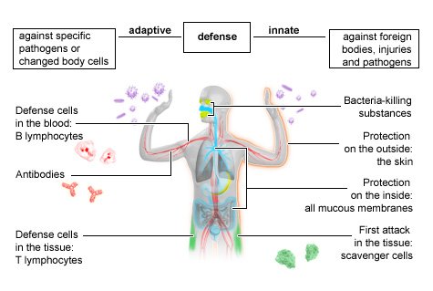 human immune system cells