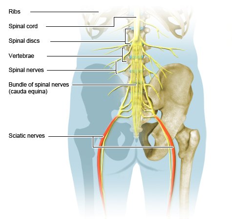 Illustration: Position of the spinal and sciatic nerves