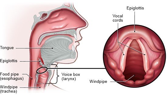 Illustration: Larynx and vocal cords (enlarged view on the right, seen from above) – as described in the article