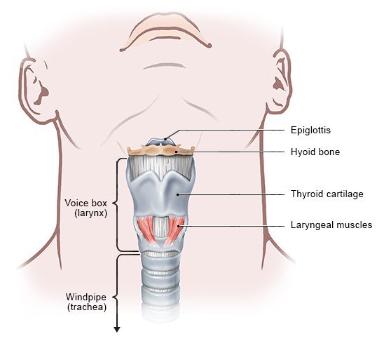 Illustration: Structure of the larynx
