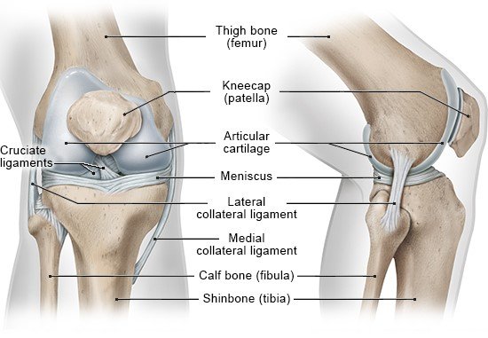 Illustration: Bones, cartilage and ligaments in the right knee: Left – front view, Right – side view – as described in the article