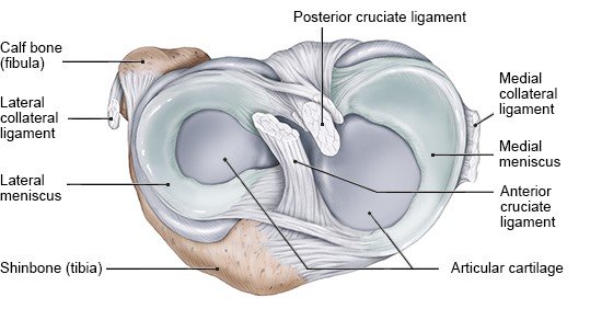 Illustration: Cross-section of the right knee, seen from above