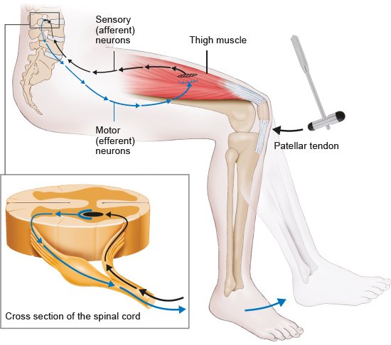 Illustration: Testing reflexes is a part of a neurological examination – as described in the article