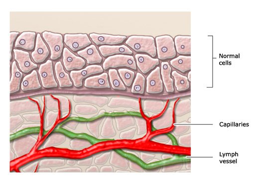 Illustration: Normal cells