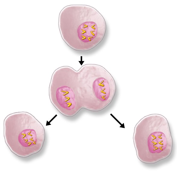Illustration: Cell division