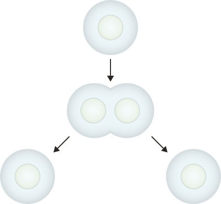 Illustration: Process of cell division (mitosis)