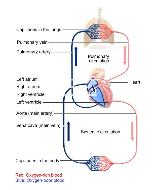 Blood circulation in the body