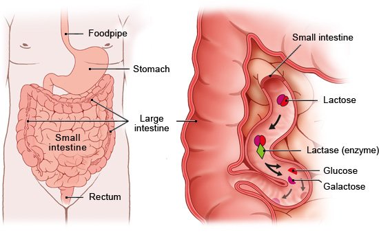 Illustration: Normal lactose digestion – as described in the article