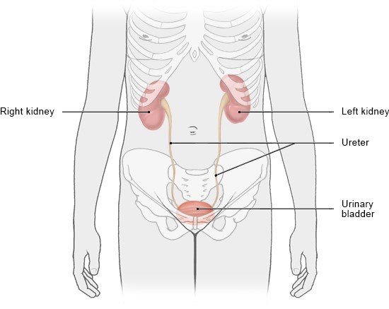 Illustration: Position of the kidneys in the body