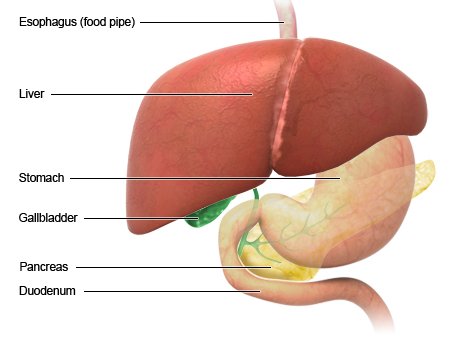 Illustration: Location of the liver