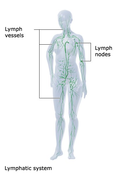 Illustration: The lymphatic system
