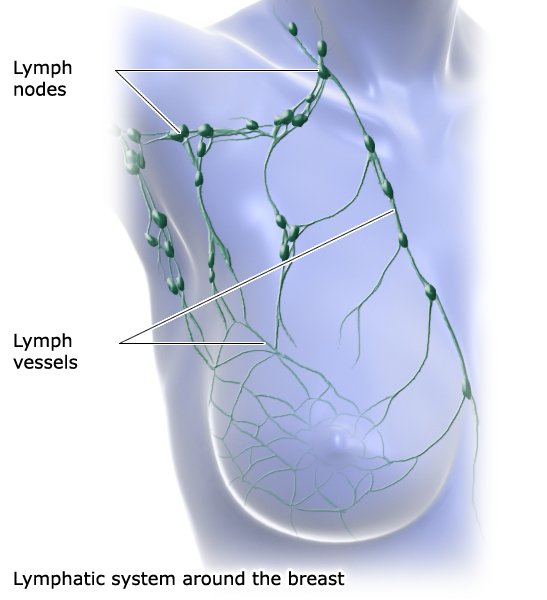 Illustration: Lymphatic system around the breast