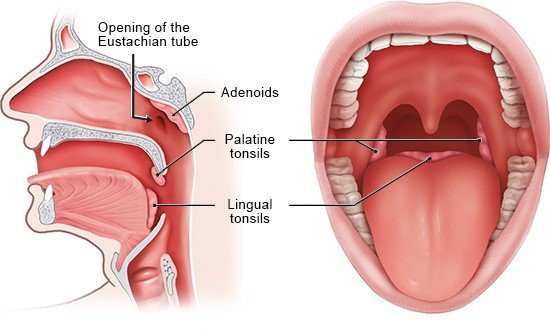 Illustration: Location of the tonsils. Left: Side view of the head (cross-section), Right: View into the mouth
