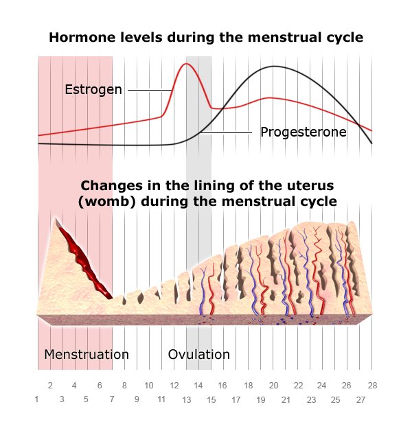 Illustration: Changes in the lining of the womb during the menstrual cycle - as described in the article
