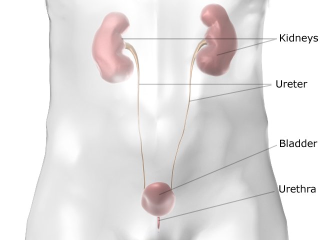 Illustration: Position of the kidneys and bladder