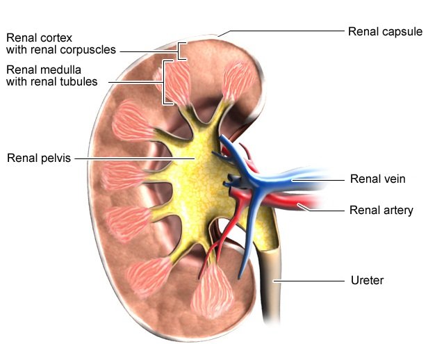 Illustration: Inside the kidney