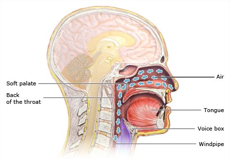 Illustration: Normal breathing